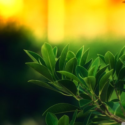 1920 x 1080 HD Wallpapers 1250